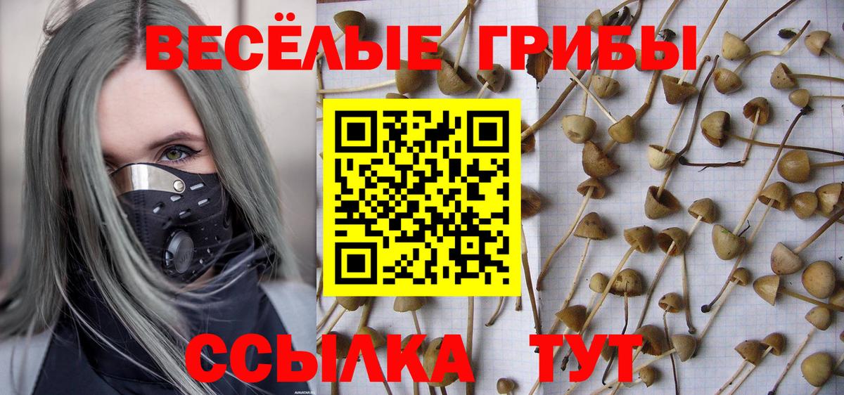 Псилоцибиновые грибы Psilocybine cubensis  Вход с VPN  цены   Псилоцибиновые грибы Psilocybe  Новотроицк 